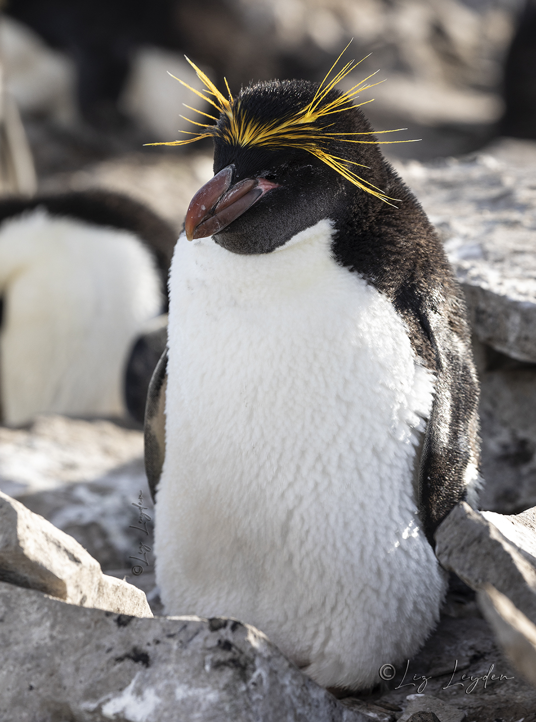Macaroni Penguin