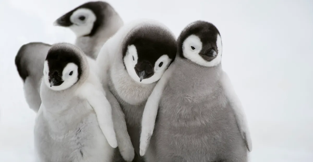 baby penguins