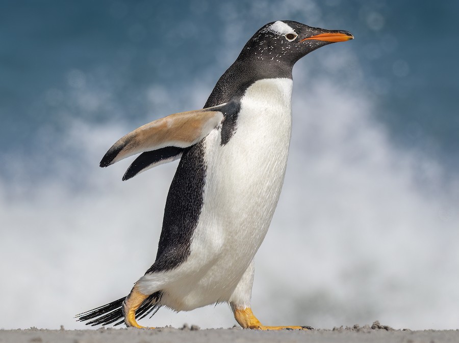 Gentoo penguin