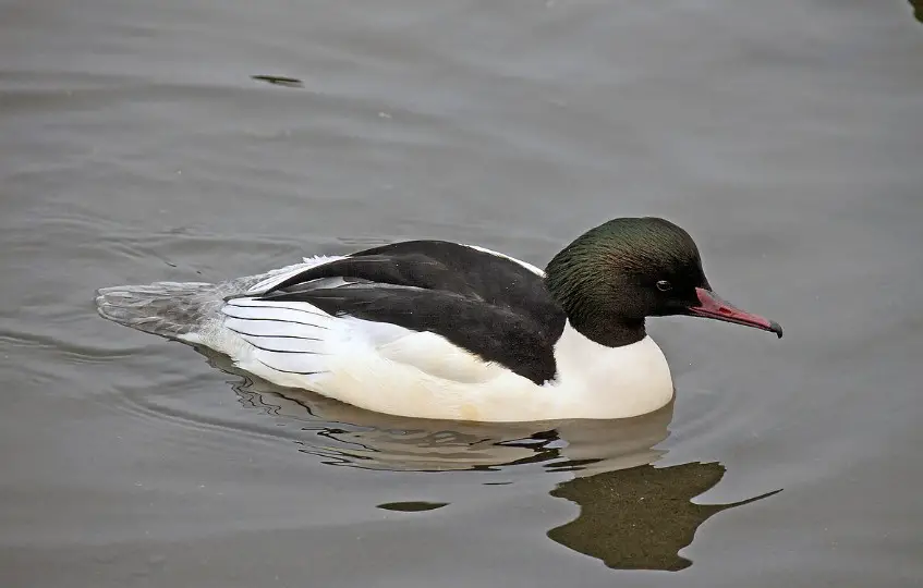 Common Merganser