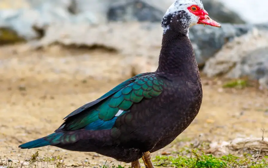 Muscovy Duck