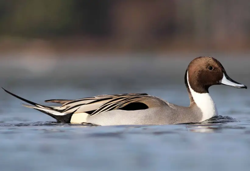 Northern Pintail Duck