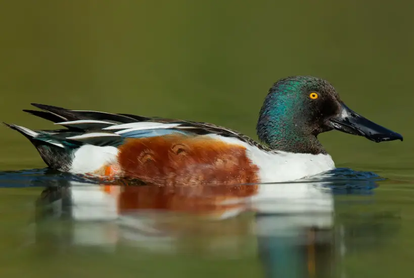 Northern Shoveler