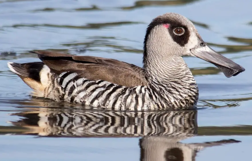 Pink-eared Duck