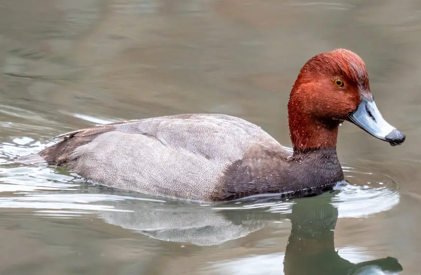Redhead Duck