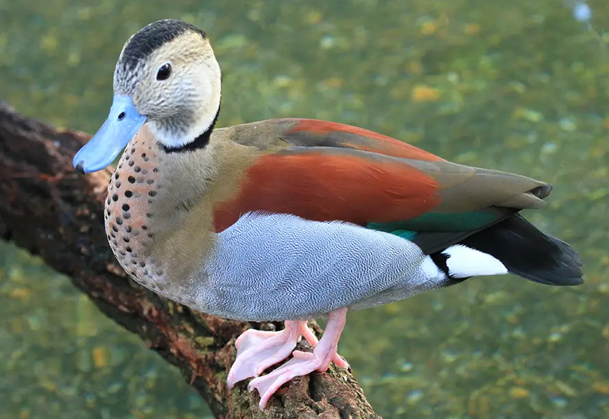 Ringed Teal