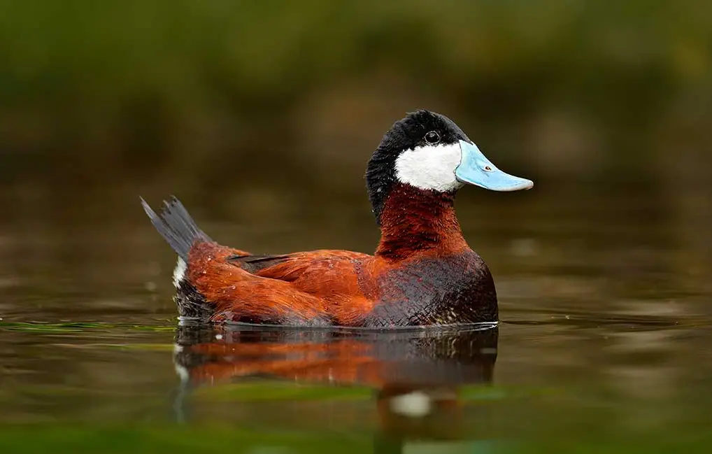 Ruddy Duck