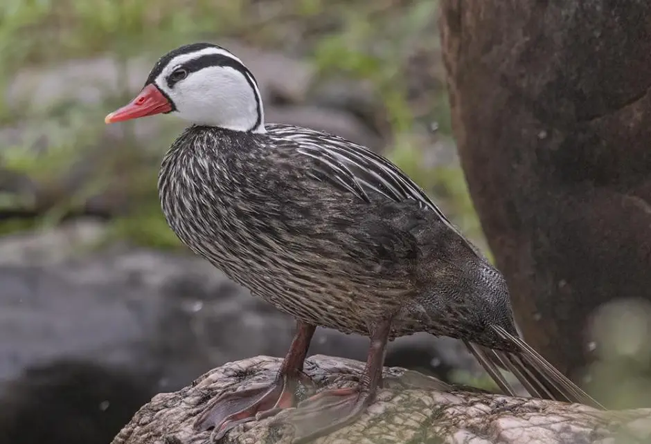 Torrent Duck