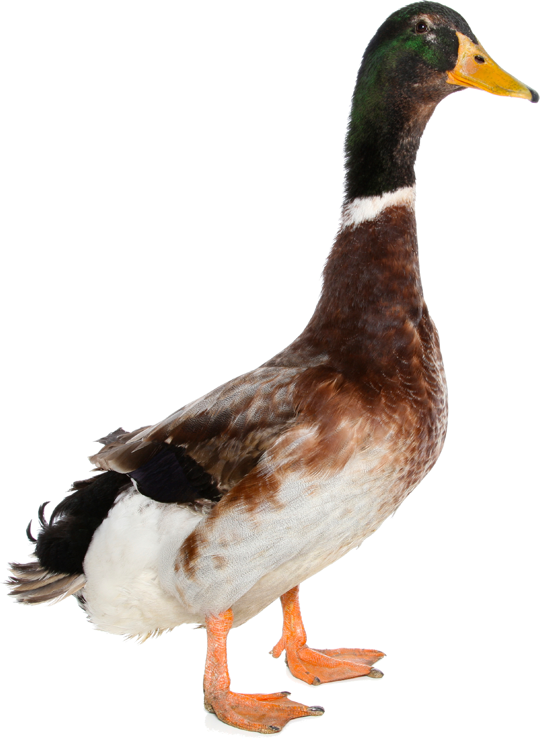 a mallard duck