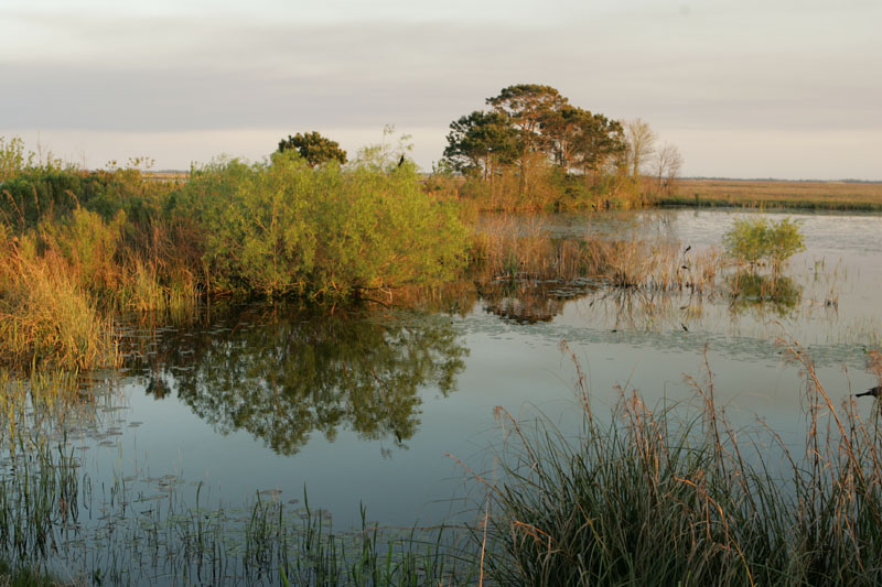 Marsh habitat