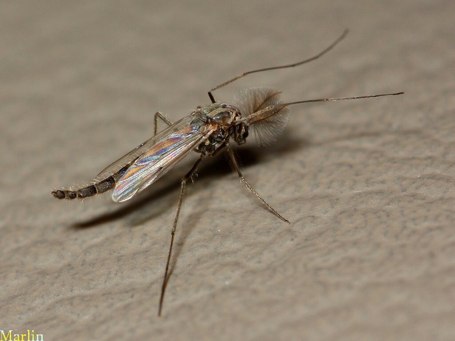 Insects and Invertebrates