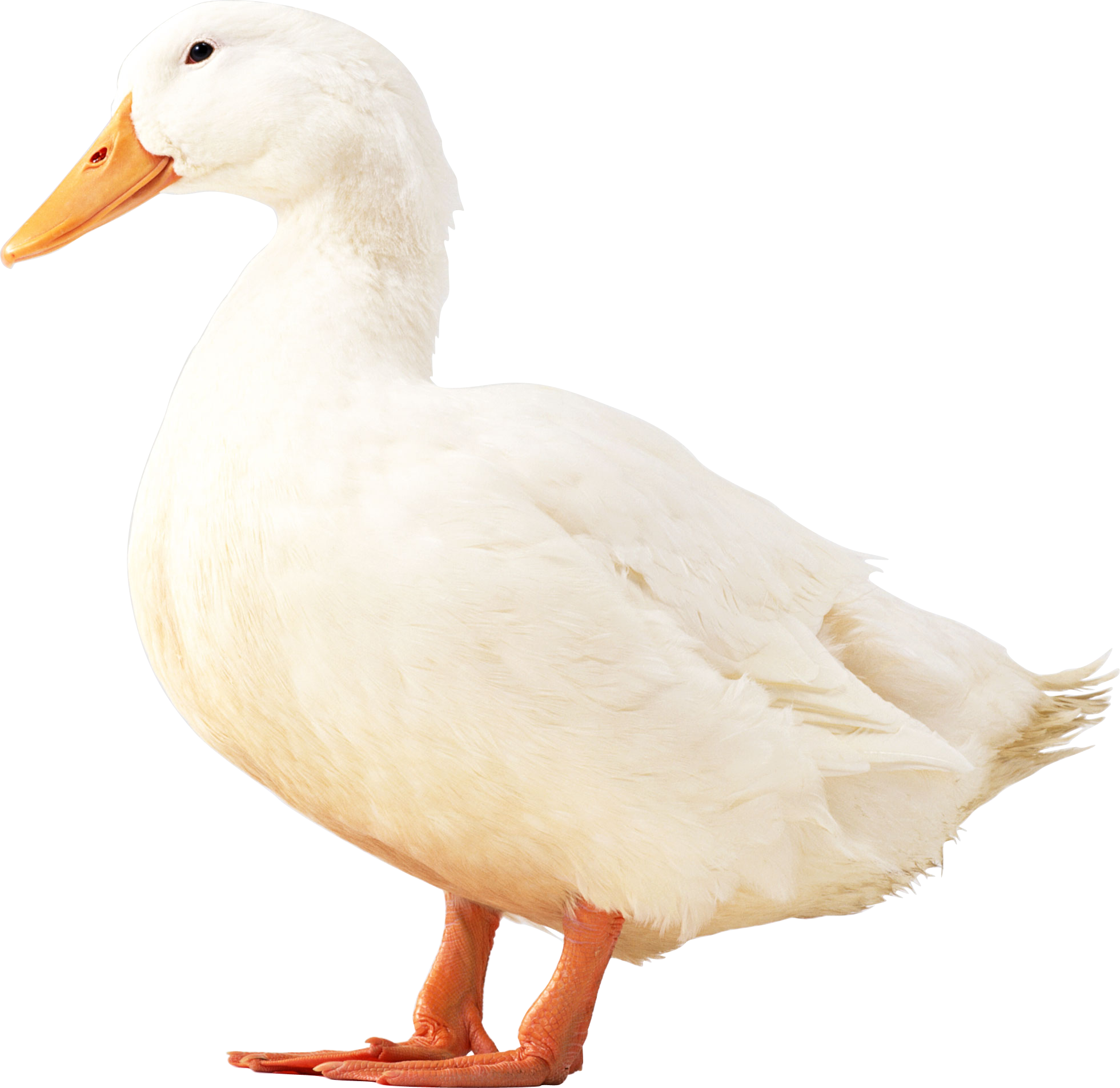 A white pekin duck