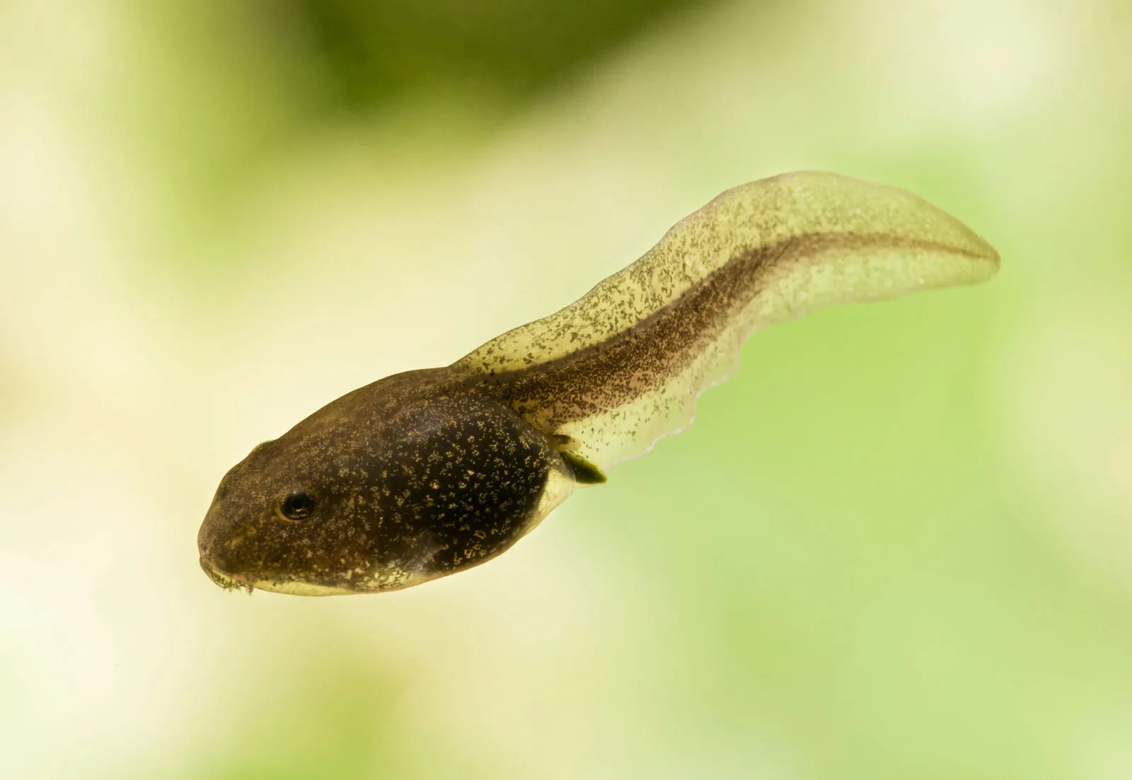 Small Fish and Amphibians