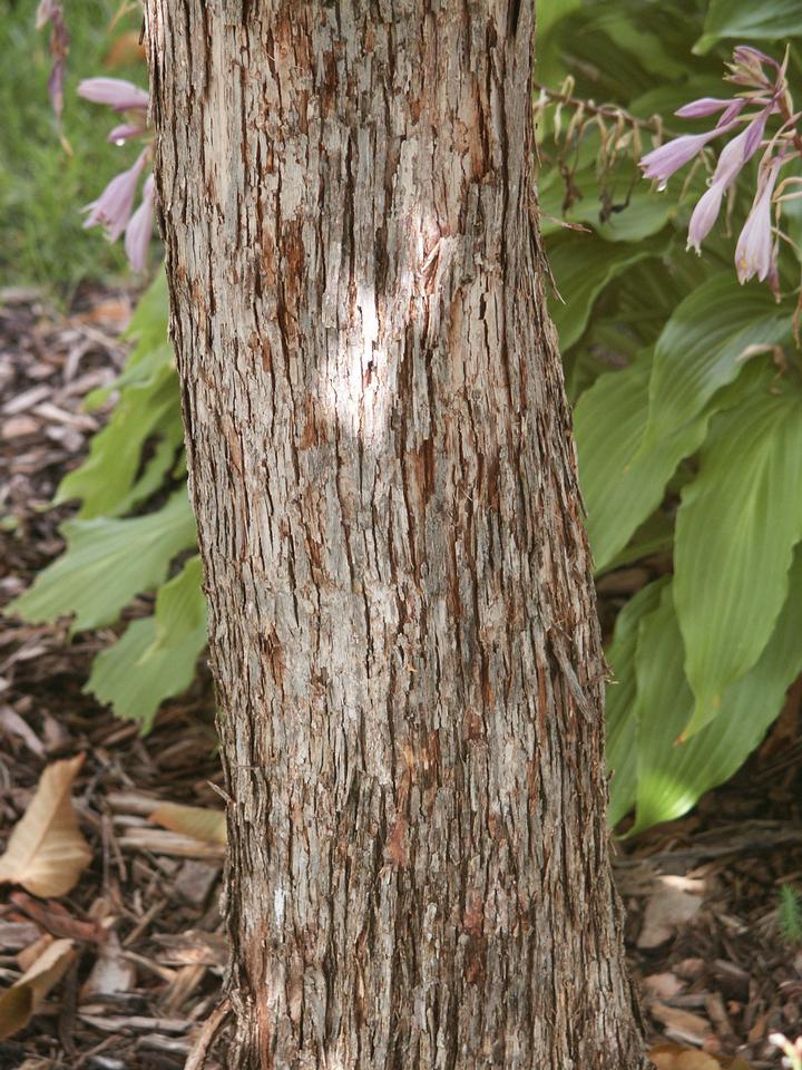 tree bark