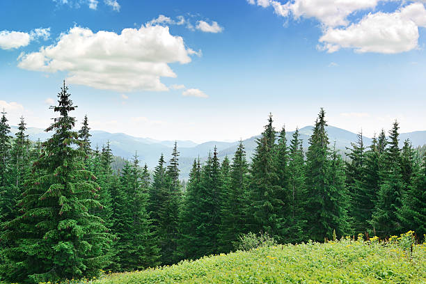 coniferous forest