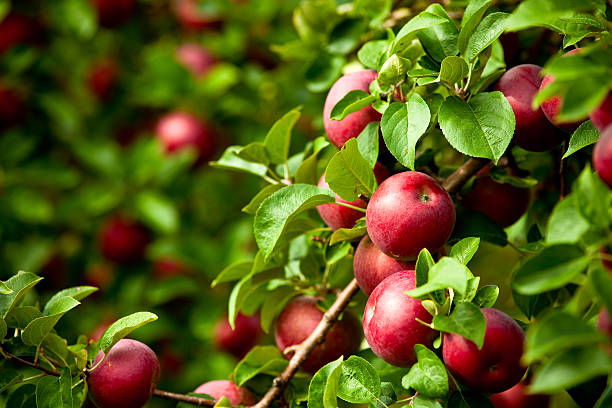 apples on tree