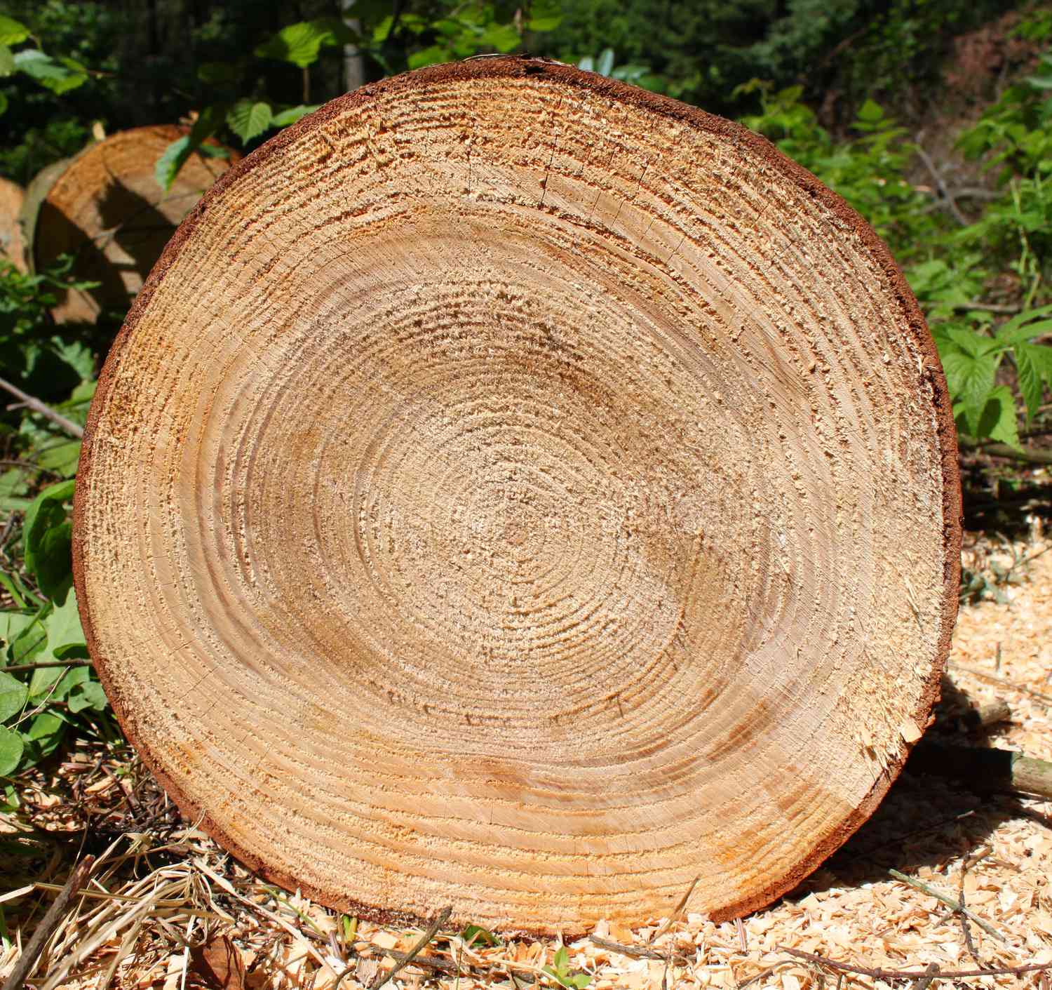 tree rings