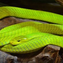Green Mamba