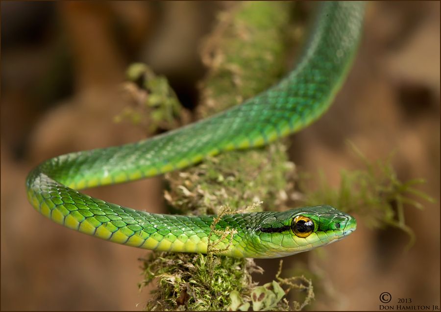 Green Parrot Snake